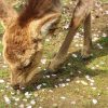 奈良公園で、桜と鹿と世界遺産にふれあいましょう！